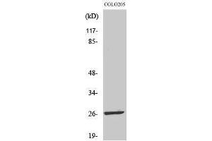 LDOC1L anticorps  (Internal Region)