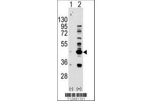 Image no. 1 for anti-Lysosomal-Associated Membrane Protein 3 (LAMP3) (AA 8-38), (N-Term) antibody (ABIN388575)