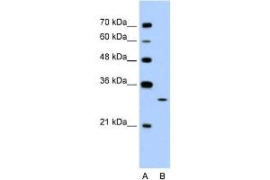 WB Suggested Anti-EGFL8 Antibody Titration:  1.