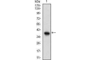 Image no. 2 for anti-Phosphoinositide-3-Kinase, Catalytic, gamma Polypeptide (PIK3CG) (AA 1-100) antibody (ABIN5904011)