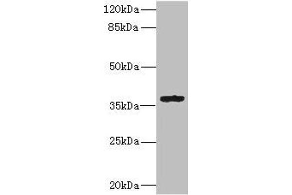 GPR82 抗体  (AA 273-336)