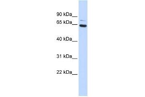ZNF74 antibody  (Middle Region)