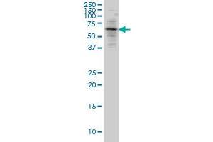 ALAS2 antibody  (AA 1-100)