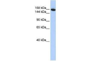 Image no. 1 for anti-WD Repeat Domain 66 (WDR66) (N-Term) antibody (ABIN632250)