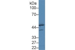Image no. 2 for anti-Eukaryotic Translation Initiation Factor 2-alpha Kinase 2 (EIF2AK2) (AA 279-506) antibody (ABIN1860247)