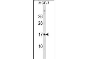 NUDT4 Antibody (N-term) (ABIN1538814 and ABIN2848810) western blot analysis in MCF-7 cell line lysates (35 μg/lane).