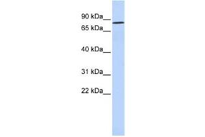Image no. 1 for anti-POU Class 6 Homeobox 2 (POU6F2) antibody (ABIN2457901)