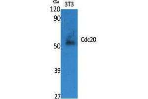 Image no. 2 for anti-Cell Division Cycle 20 Homolog (S. Cerevisiae) (CDC20) (Internal Region) antibody (ABIN3183799)
