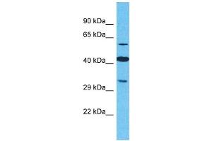 OR2M4 antibody  (C-Term)