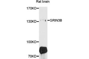 Image no. 1 for anti-Glutamate Receptor, Ionotropic, N-Methyl D-Aspartate 3B (GRIN3B) antibody (ABIN4903825)