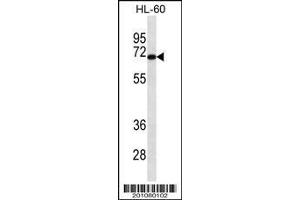 Image no. 1 for anti-Homeodomain Interacting Protein Kinase 4 (HIPK4) antibody (ABIN1539801)
