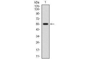 Image no. 1 for anti-Nuclear Factor (erythroid-Derived 2)-Like 2 (NFE2L2) (AA 356-589) antibody (ABIN1724931)