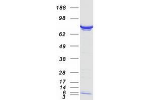 Image no. 1 for Protein Phosphatase, Mg2+/Mn2+ Dependent, 1G (PPM1G) (Transcript Variant 2) protein (Myc-DYKDDDDK Tag) (ABIN2729808)