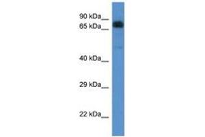 Image no. 1 for anti-Acyl-CoA Dehydrogenase Family, Member 9 (ACAD9) (AA 552-601) antibody (ABIN6746909)
