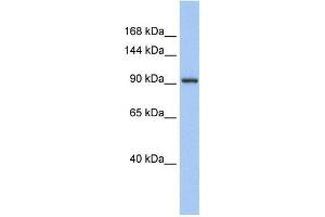 Image no. 1 for anti-Zinc Finger Protein 295 (ZNF295) (N-Term) antibody (ABIN1109571)