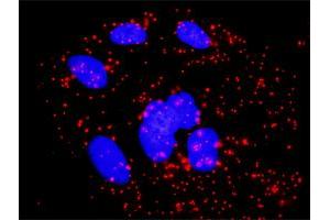 Image no. 2 for anti-V-Rel Reticuloendotheliosis Viral Oncogene Homolog B (RELB) (AA 1-579) antibody (ABIN519730)