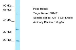 Image no. 1 for anti-Breast Cancer Metastasis Suppressor 1 (BRMS1) (C-Term) antibody (ABIN2789686)