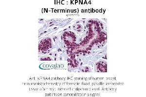 Image no. 1 for anti-Karyopherin (Importin) alpha 4 (KPNA4) (N-Term) antibody (ABIN1736271)