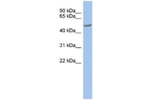 Image no. 1 for anti-Zinc Finger Protein 565 (ZNF565) (Middle Region) antibody (ABIN2784334)