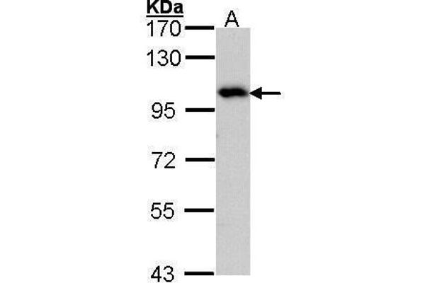 ADAM15 antibody  (N-Term)
