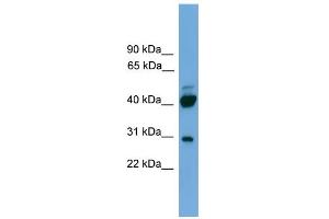 Image no. 1 for anti-Proline Rich 5 (Renal) (PRR5) (N-Term) antibody (ABIN2786881)