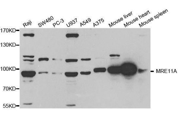 Mre11 Antikörper  (AA 1-205)