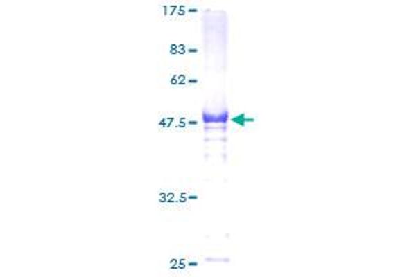 HSF2 Protein (AA 1-230) (GST tag)