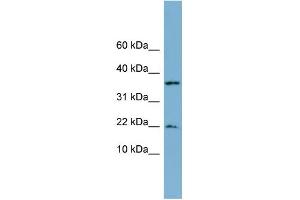 Image no. 1 for anti-Dual Specificity Phosphatase 10 (DUSP10) (N-Term) antibody (ABIN2785082)
