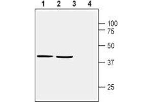 Western blot analysis of mouse brain membranes (lanes 1 and 3) and rat brain synaptosomal fractions (lanes 2 and 4): - 1,2.