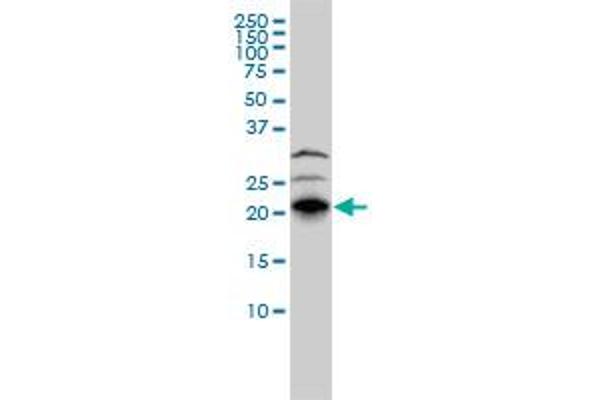 RHOJ antibody  (AA 1-214)