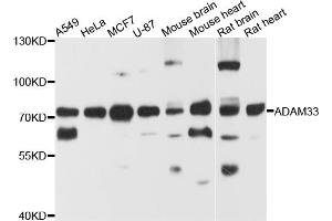 Image no. 1 for anti-ADAM Metallopeptidase Domain 33 (ADAM33) antibody (ABIN6571644)