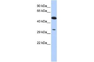 Image no. 1 for anti-Phosphoinositide-3-Kinase-Interacting Protein 1 (PIK3IP1) (Middle Region) antibody (ABIN2784094)