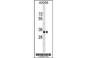 Image no. 1 for anti-Olfactory Receptor, Family 8, Subfamily J, Member 3 (OR8J3) (AA 244-272), (C-Term) antibody (ABIN1536928)
