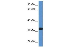 Image no. 1 for anti-D-Aspartate Oxidase (DDO) (C-Term) antibody (ABIN926708)