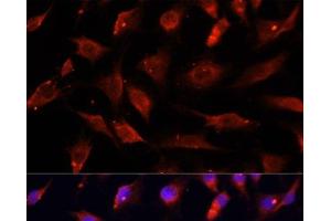 Immunofluorescence analysis of C6 cells using DNASE1L1 Polyclonal Antibody at dilution of 1:100.