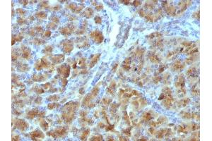 Image no. 3 for anti-Elastase 3B, Pancreatic (ELA3B) (AA 82-238) antibody (ABIN6939418)