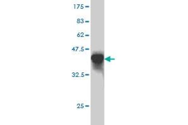 Tissue factor anticorps  (AA 45-154)
