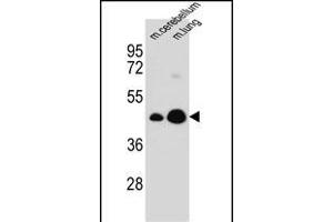 ITM2B anticorps  (C-Term)