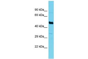Image no. 1 for anti-Succinate-CoA Ligase, GDP-Forming, beta Subunit (SUCLG2) (N-Term) antibody (ABIN2790591)