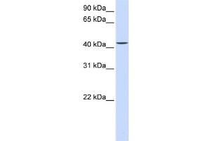 Image no. 1 for anti-Parvin, beta (PARVB) (C-Term) antibody (ABIN2782434)
