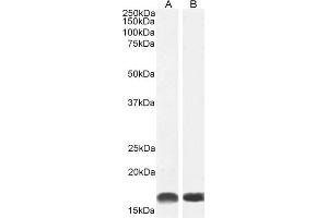 Image no. 11 for anti-Allograft Inflammatory Factor 1 (AIF1) (C-Term) antibody (ABIN184738)