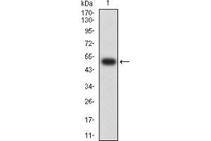 Image no. 5 for anti-Cholinergic Receptor, Nicotinic, alpha 7 (Neuronal) (CHRNA7) (AA 52-259) antibody (ABIN5611362)