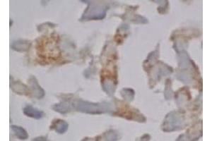 Image no. 2 for anti-Caspase 12 (Gene/pseudogene) (CASP12) (AA 95-318), (N-Term) antibody (ABIN567795)