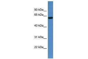 Image no. 1 for anti-Trichoplein, Keratin Filament Binding (TCHP) (C-Term) antibody (ABIN926521)