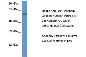 Image no. 1 for anti-Paf1, RNA Polymerase II Associated Factor, Homolog (PAF1) (N-Term) antibody (ABIN2788815)