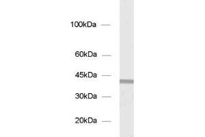 Image no. 1 for anti-Syntaxin 18 (STX18) (AA 55-313) antibody (ABIN1742234)