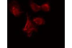 Image no. 2 for anti-Cell Division Cycle 7 (CDC7) (N-Term) antibody (ABIN6260691)