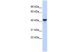 Image no. 2 for anti-E2F Transcription Factor 2 (E2F2) (Middle Region) antibody (ABIN2780568)