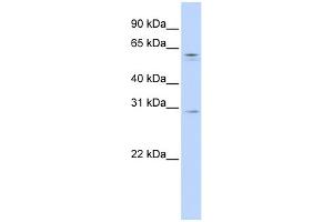 Image no. 1 for anti-REC8 Homolog (Yeast) (REC8) (N-Term) antibody (ABIN2783199)