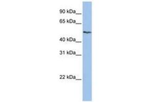 SLC16A6 antibody  (AA 288-337)